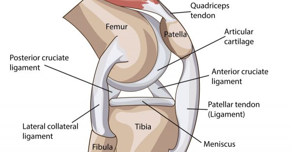 Detailed description diagram of the knee joint