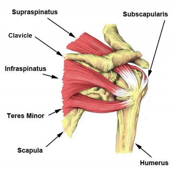 estructura del hombro