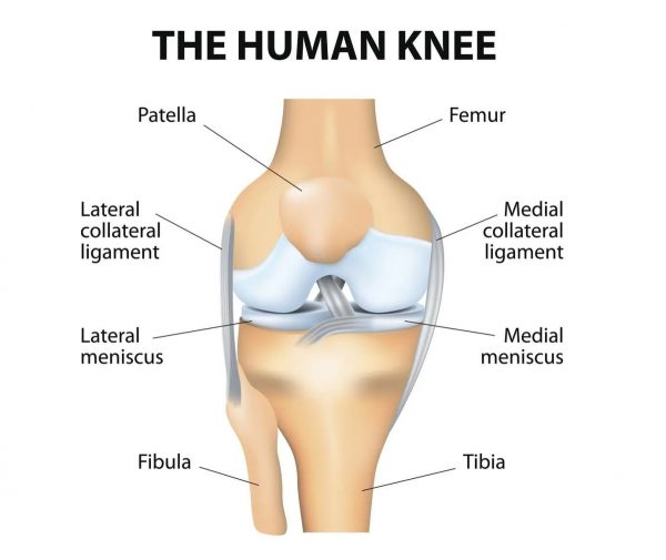 das-menschliche-knie