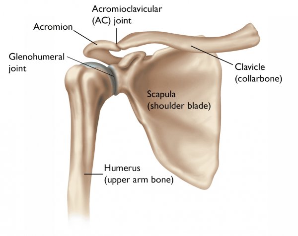 Anatomie der Schulter