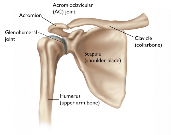 anatomy of the shoulder