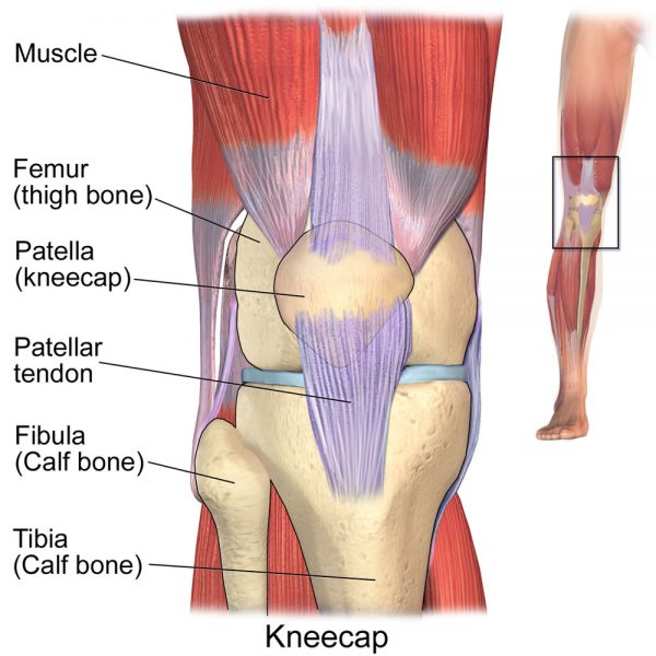 Kneecap