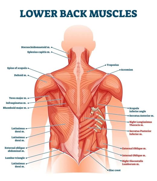 ¿Qué es el lado derecho del dolor de espalda baja?