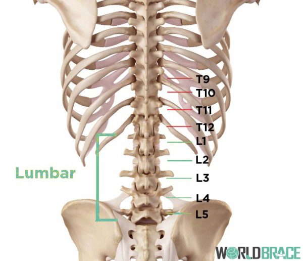 lumbar-region-of-back-location-s