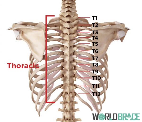 région de sténose spinale thoracique