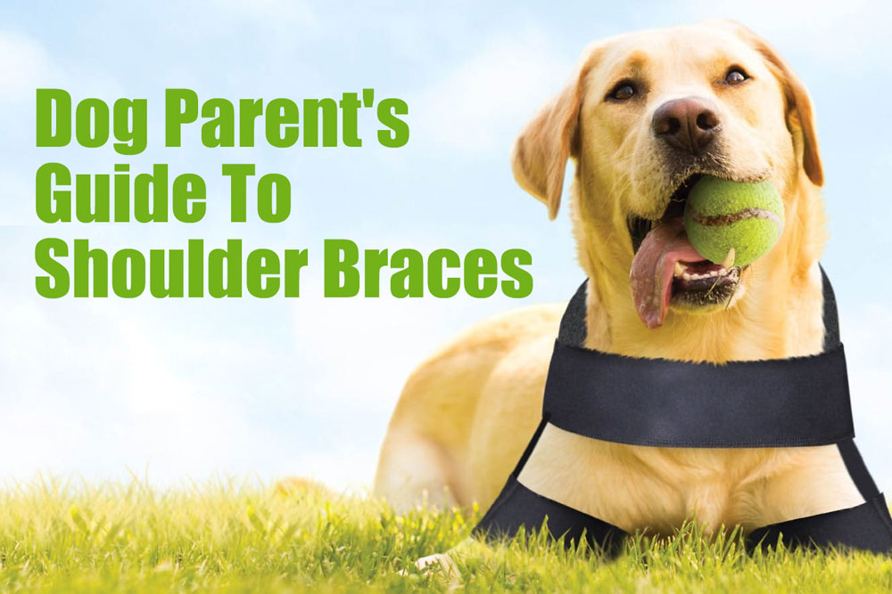 Dog Parent's Guide To Shoulder Braces