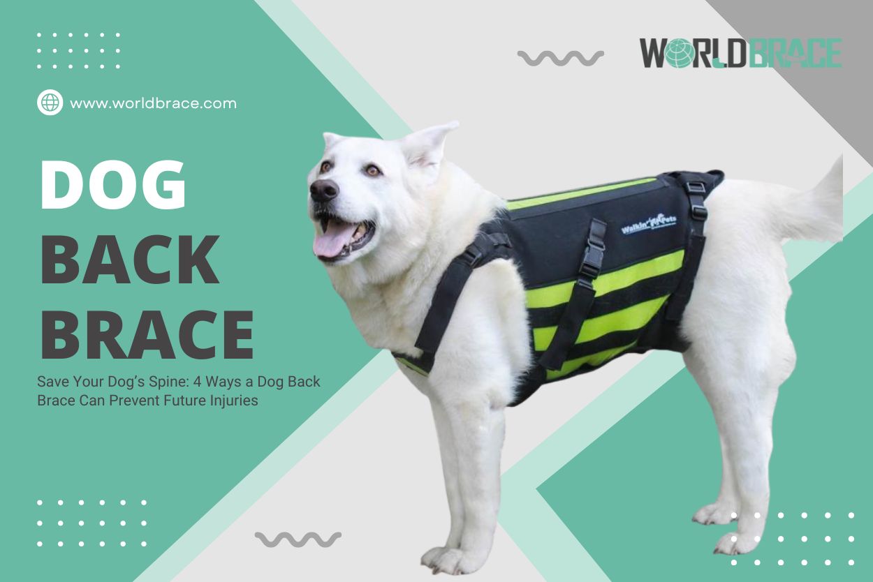 Dog Back Brace