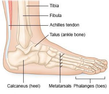 Fuß Anatomie